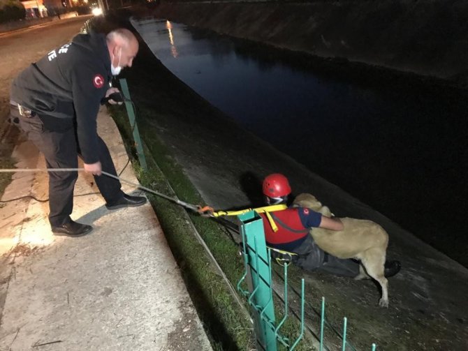 Derelere Düşerek Mahsur Kalan Hayvanlar İçin Uzmanlardan Uyarı