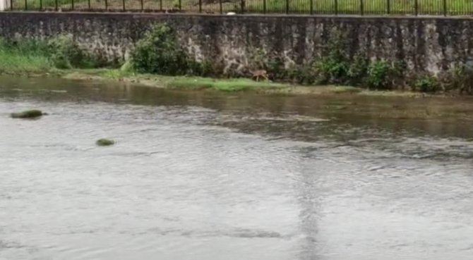 Derelere Düşerek Mahsur Kalan Hayvanlar İçin Uzmanlardan Uyarı