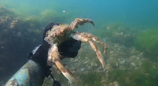 Müsilajın Deniz Altındaki Tahribatı Böyle Görüntülendi