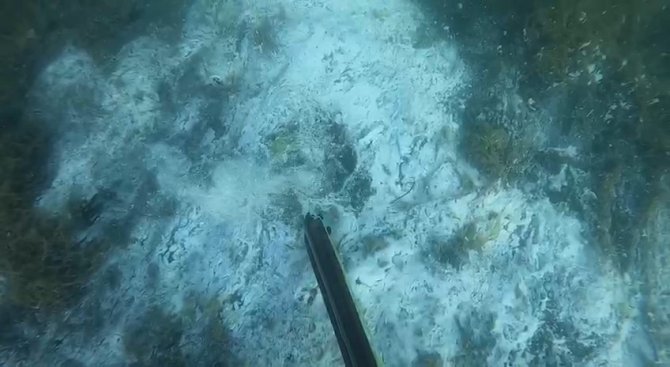 Müsilajın Deniz Altındaki Tahribatı Böyle Görüntülendi