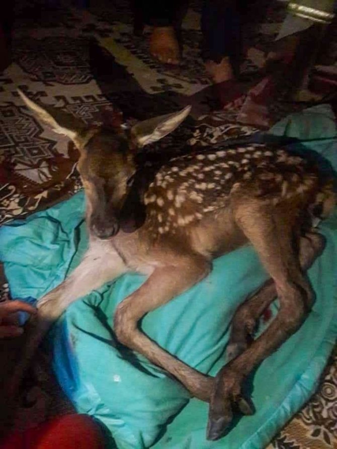 Yaralı Ala Geyik Yavrusuna Köylü Sahip Çıktı