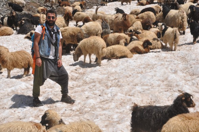 Sıcaktan Bunalan Koyunların 3000 Rakımda Kar Keyfi