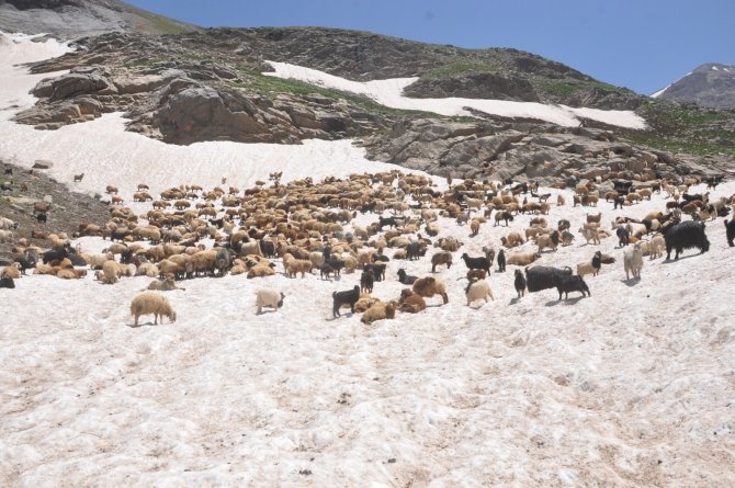 Sıcaktan Bunalan Koyunların 3000 Rakımda Kar Keyfi