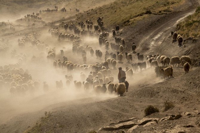 Sürülerin Kavurucu Sıcakta Tozlu Yolculuğu Devam Ediyor