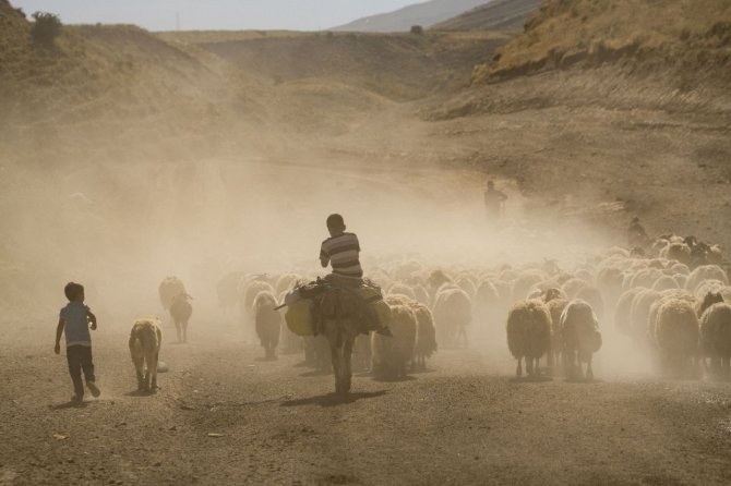 Sürülerin Kavurucu Sıcakta Tozlu Yolculuğu Devam Ediyor