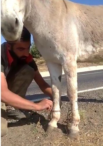 Bingöl’de İki Ayağı Bağlı Eşeği Vatandaşlar Kurtardı
