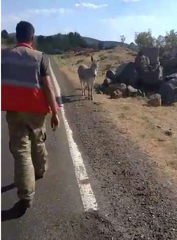 Bingöl’de İki Ayağı Bağlı Eşeği Vatandaşlar Kurtardı