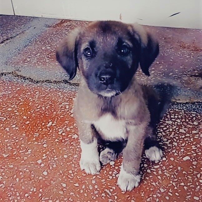 Yavru Köpeği Çuvala Koyup, Ağzını Sıkı Sıkıya Bağladılar