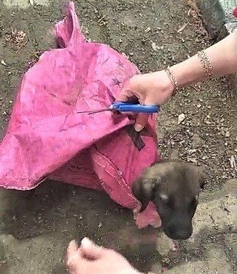 Yavru Köpeği Çuvala Koyup, Ağzını Sıkı Sıkıya Bağladılar