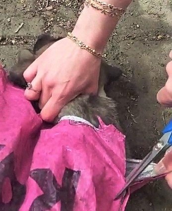 Yavru Köpeği Çuvala Koyup, Ağzını Sıkı Sıkıya Bağladılar
