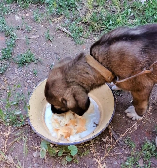 Yavru Köpeği Çuvala Koyup, Ağzını Sıkı Sıkıya Bağladılar