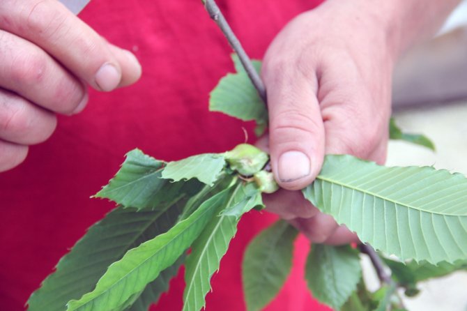 Türkiye Bal Rekoltesinde Düşüş Beklentisi