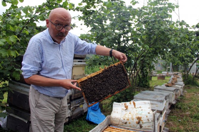 Türkiye Bal Rekoltesinde Düşüş Beklentisi