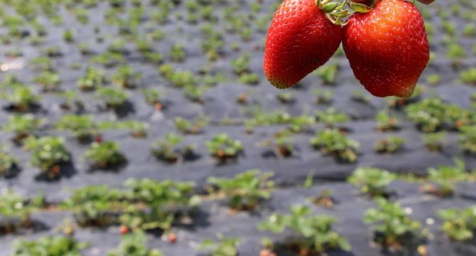 Trabzon’da Bu Yıl Çilek Üretimi 250 Ton Civarında Olması Bekleniyor