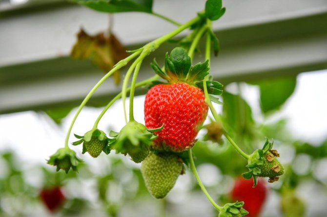 Trabzon’da Bu Yıl Çilek Üretimi 250 Ton Civarında Olması Bekleniyor