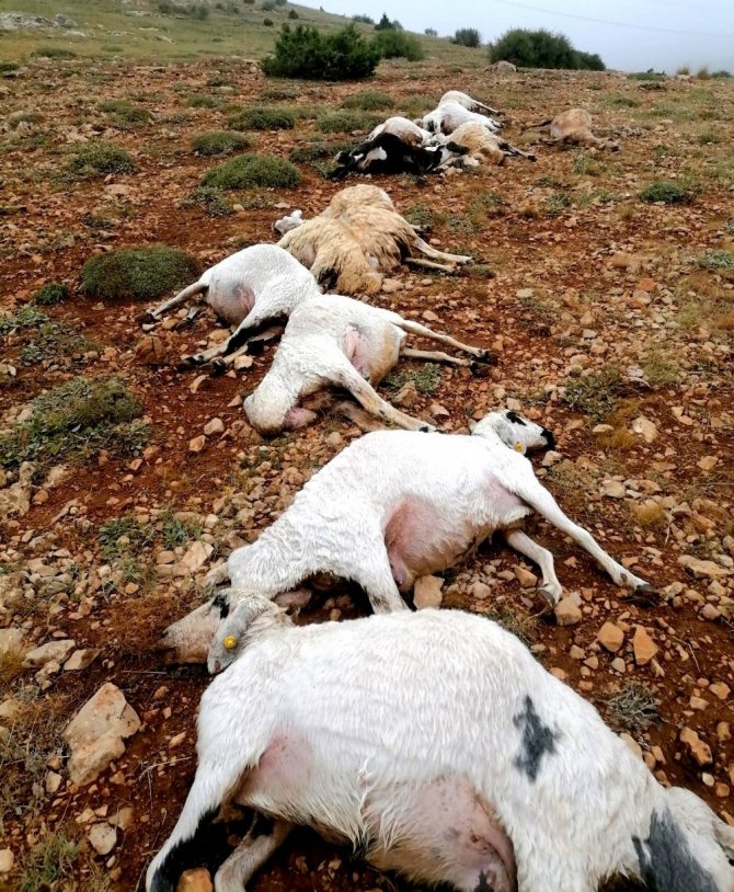 Giresun’da 16 Koyun Yıldırım Düşmesi Sonucu Telef Oldu