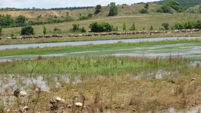 Ömerli Barajında Ölen Balıklar İş Makineleriyle Toprağa Gömülüyor