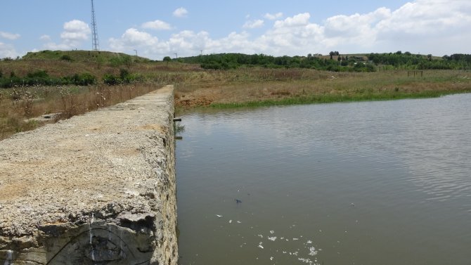 Ömerli Barajında Ölen Balıklar İş Makineleriyle Toprağa Gömülüyor