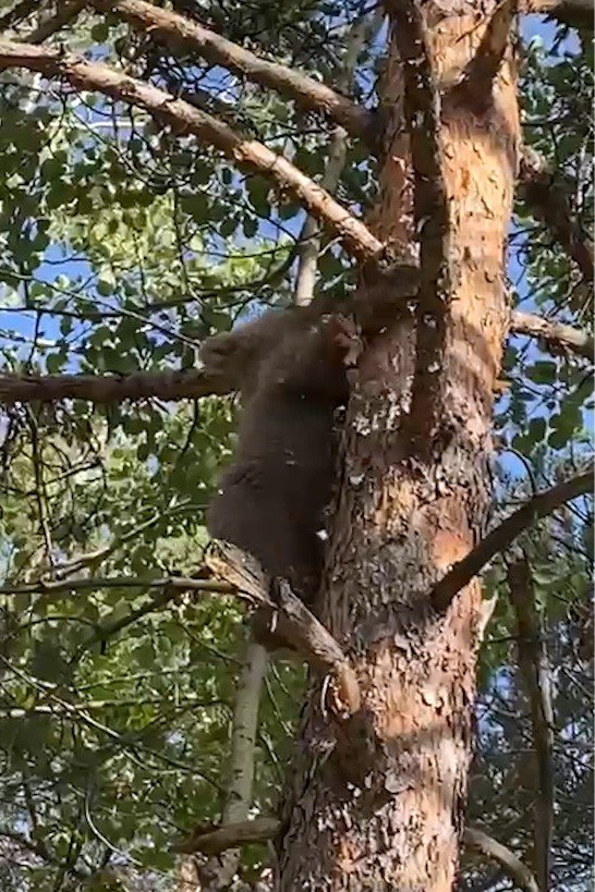 Yavru Ayı Orman İşletme Ekiplerini Görünce Korkudan Ağaca Böyle Tırmandı