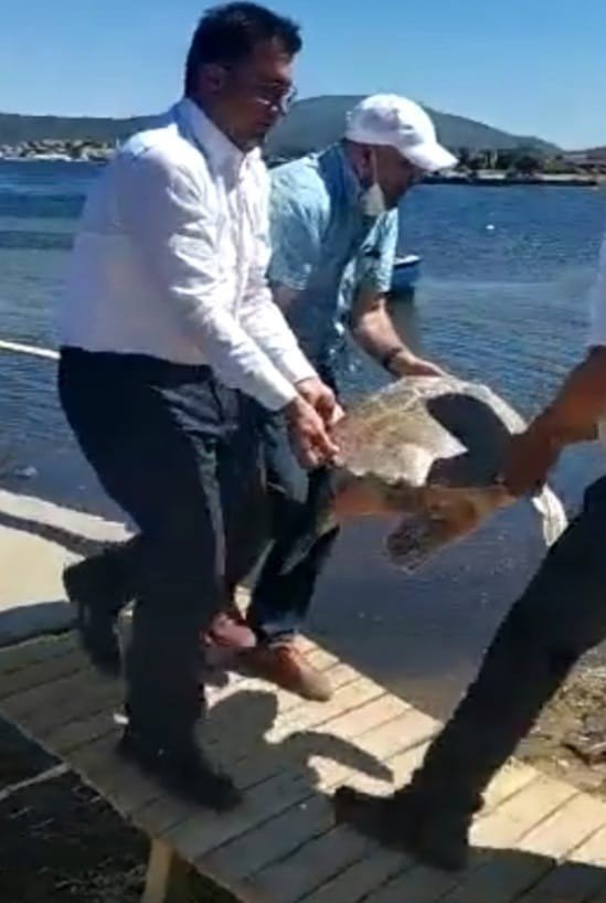 Sahile Vuran Yaralı Caretta Caretta Tedavi Altına Alındı