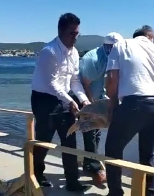 Sahile Vuran Yaralı Caretta Caretta Tedavi Altına Alındı