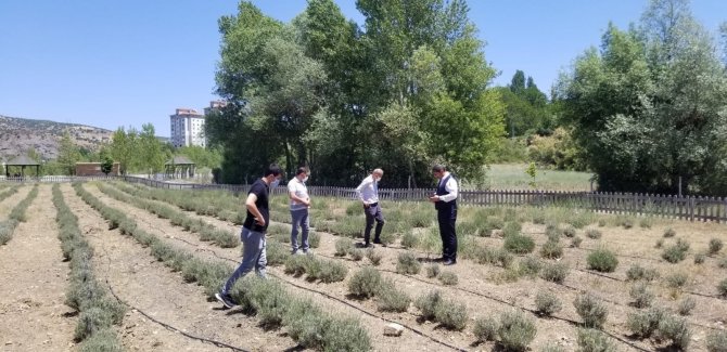 Giresun’da Dokap Desteğiyle Lavanta Balı Ve Yağı Üretimi Hedefleniyor