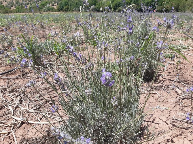 Giresun’da Dokap Desteğiyle Lavanta Balı Ve Yağı Üretimi Hedefleniyor