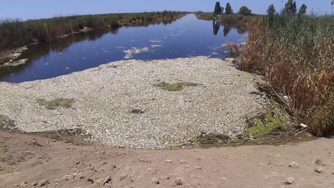 Büyük Menderes’te Toplu Balık Ölümleri Tedirgin Ediyor