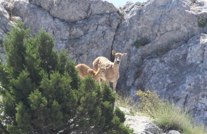 Anadolu Yaban Koyunlarının İlk Yavruları Hayata Merhaba Dedi