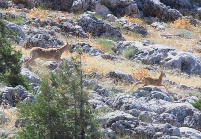 Anadolu Yaban Koyunlarının İlk Yavruları Hayata Merhaba Dedi