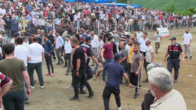 Artvin’de Boğalar Arenada Sahipleri Tribünde Kapıştı