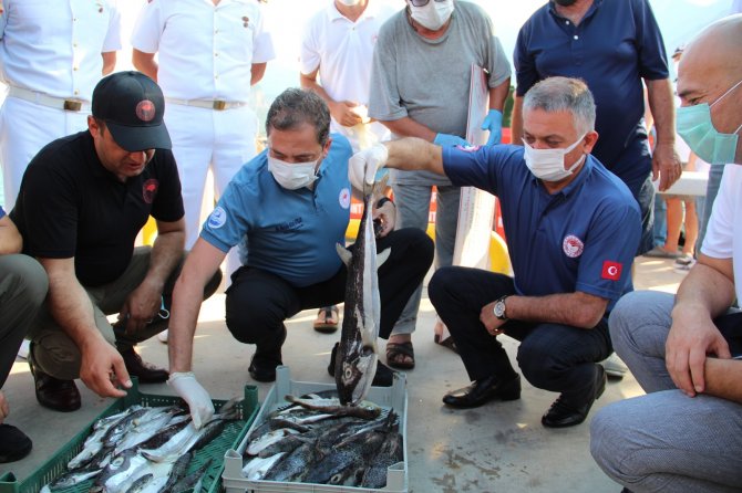 3 Yıl Sürecek Projeyle, 16.5 Milyon Anaç Balon Balığı Yakalanacak