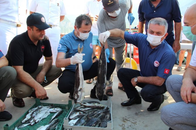 3 Yıl Sürecek Projeyle, 16.5 Milyon Anaç Balon Balığı Yakalanacak