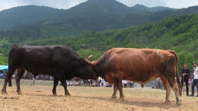 Artvin’de Boğalar Arenada Sahipleri Tribünde Kapıştı