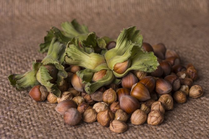 Ferrero, Türk Fındık Sektörü İçin Değer Sağlamaya Devam Ediyor