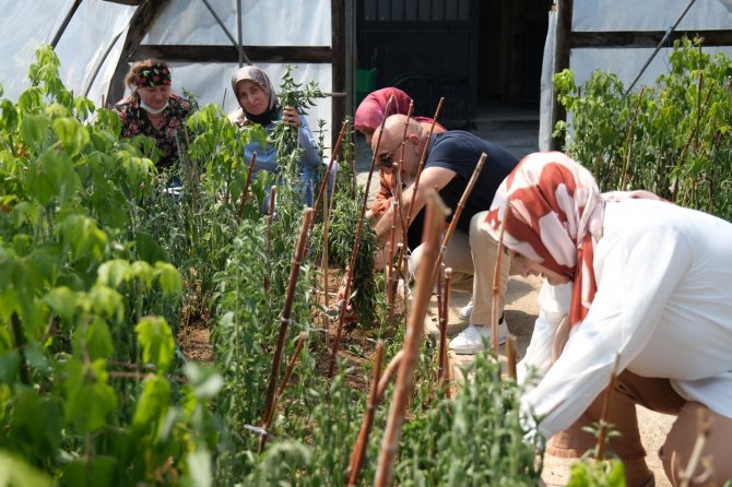 Giresun’da Şeker Otu Olarak Bilinen ’Stevia’ Hasadı Yüz Güldürdü