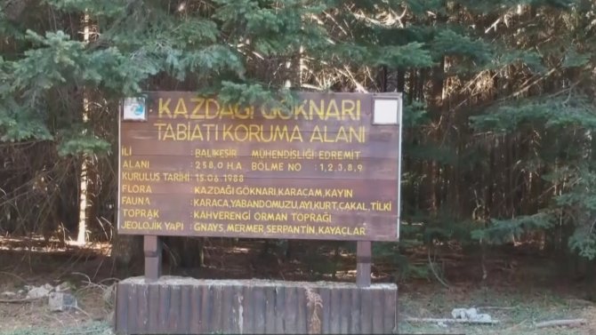 Tarihin Yönünü Değiştiren Ağaç