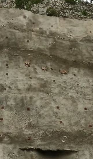 Artvin’de Baraj Setine Tırmanan Keçiler, Görenleri Şaşkına Çeviriyor