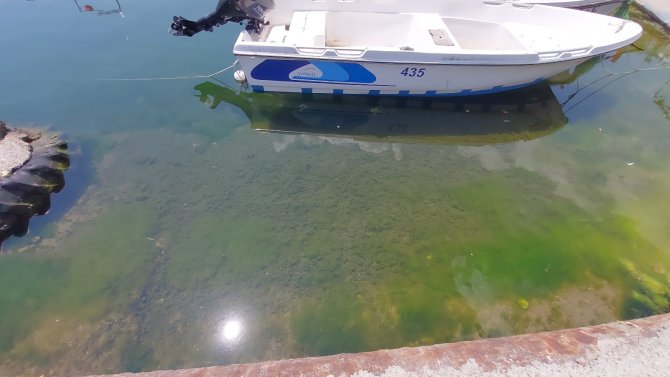 Tekirdağ’da 15 Gündür Salyadan Eser Yok: Dipteki Salylar Da Bitmek Üzere