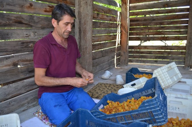 Kayısıda Patik Dönemi Başladı