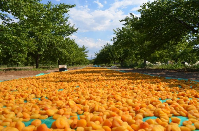 Kayısıda Patik Dönemi Başladı