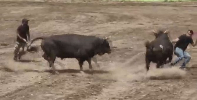 Boğa Güreşleri Festivalinde Boğa Sahibinin Üzerinden Geçti