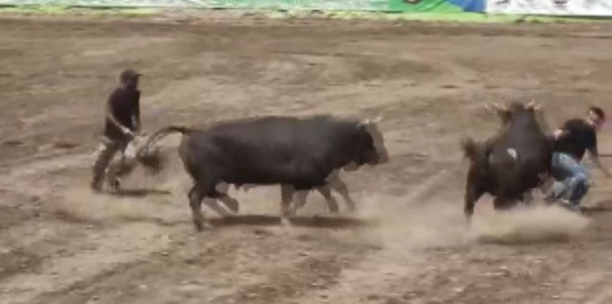 Boğa Güreşleri Festivalinde Boğa Sahibinin Üzerinden Geçti
