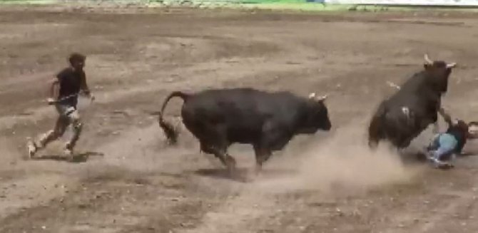 Boğa Güreşleri Festivalinde Boğa Sahibinin Üzerinden Geçti