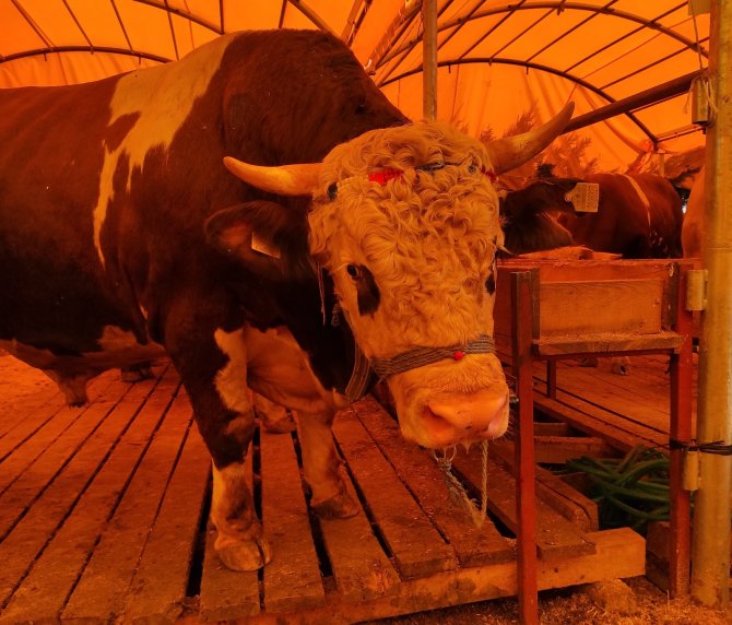Aşılanma Hızlandı, Kurban Pazarlarında Tokalaşma Geri Geldi