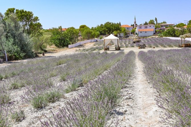 Gelibolu Tarihi Yarım Adası Lavantalarla Bezendi