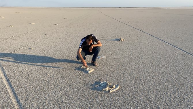 Flamingo Cenneti Tuz Gölü’nde Flamingo Ölümleri
