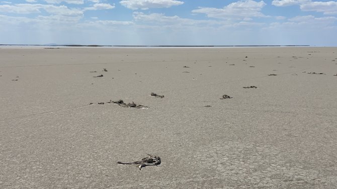 Flamingo Cenneti Tuz Gölü’nde Flamingo Ölümleri