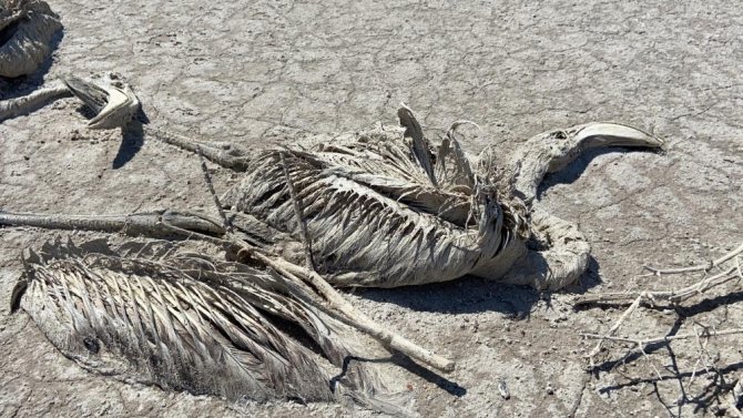 Konya Valiliğinden Tuz Gölü’ndeki Flamingo Ölümlerine İnceleme