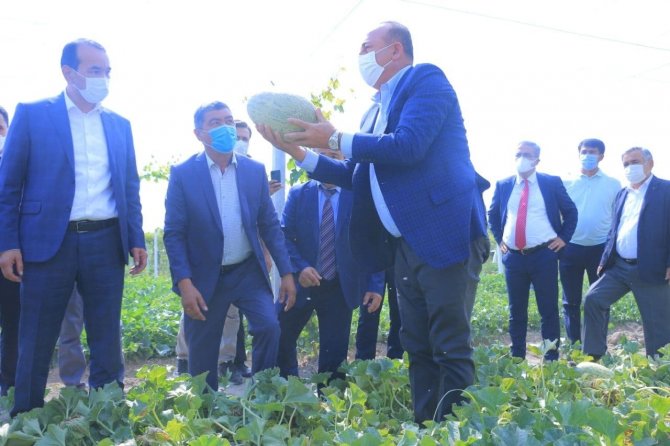 Çavuşoğlu, Özbekistan’da Tarladan Kavun Ve Karpuz Topladı